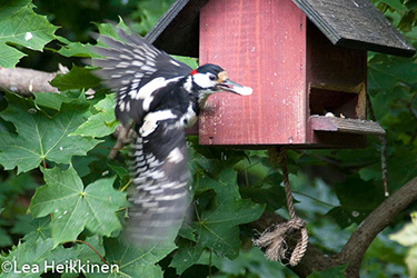 Fotoline Lea Heikkinen K&auml;pytikka