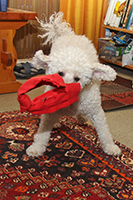 Manu_sukanheiton_mestari