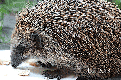 Fotoline Lea Heikkinen siili