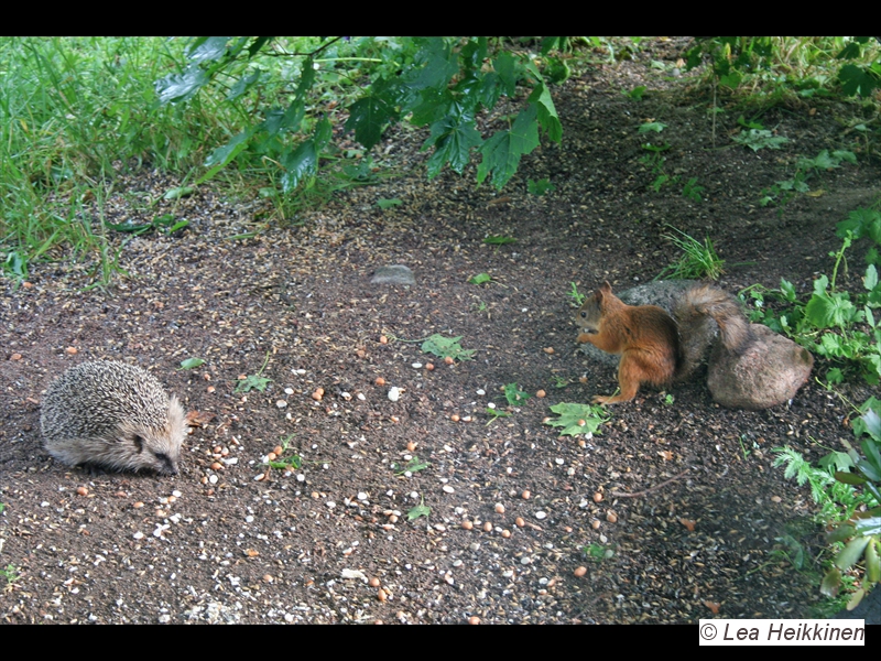 Kesäpihan elämää