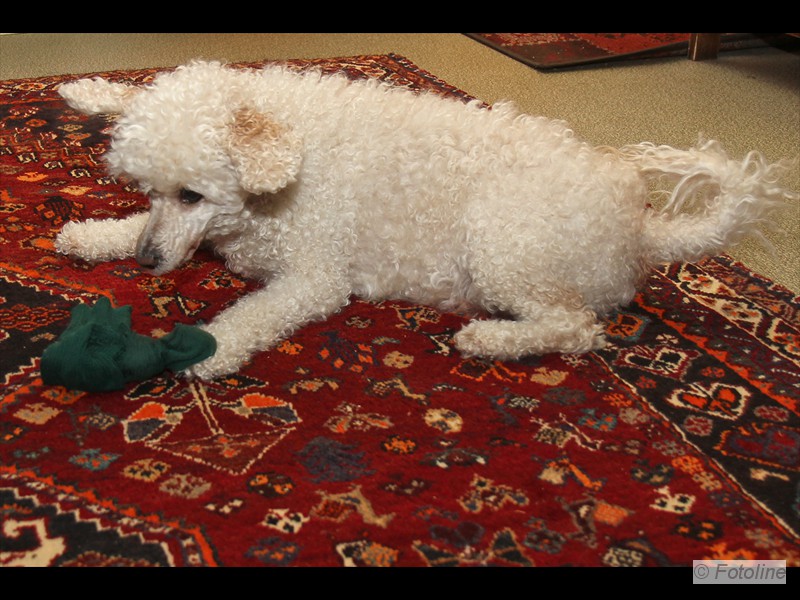 MANU - sukanheiton mestari